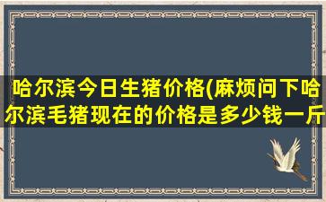 哈尔滨今日生猪价格(麻烦问下哈尔滨毛猪现在的价格是*一斤)